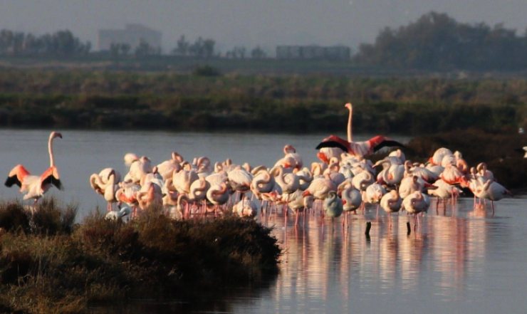 fenicotteri saline puglia