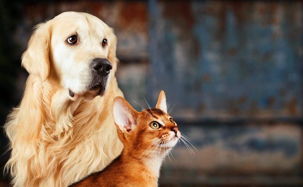 Come gestire cani e gatti in casa