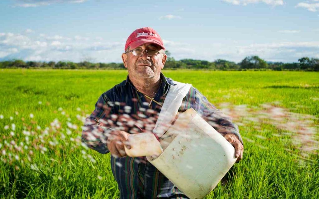 Riso Selex: lo paghi pochi centesimi ma lo produce un gigante dei risotti | 100% italiano