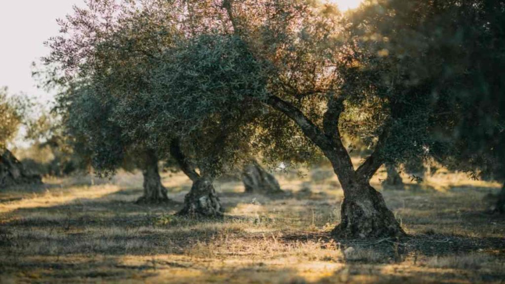 Delibera approvata della Giunta regionale: concessione gratuita all’Arif degli olivi resistenti alla Xylella